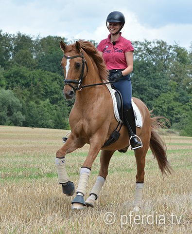 galopp-stoppelfeld ausreiten