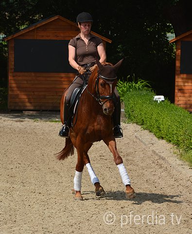 reiten-lernen reitunterricht