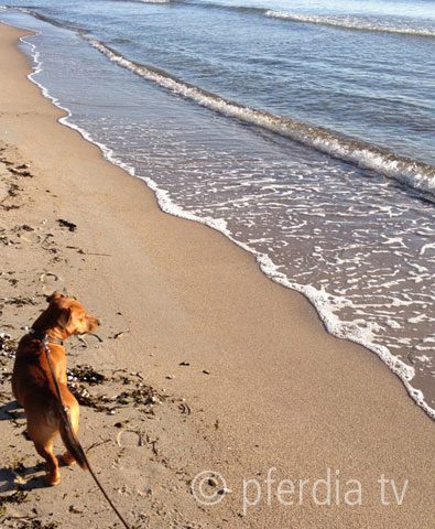 395_Bei_Marlie_am_Strand 395_Bei_Marlie_am_Strand