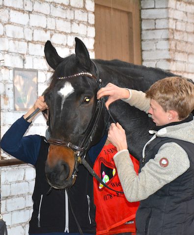 Vorbereitungen-im-Stall Lawrence-wird-getrenst