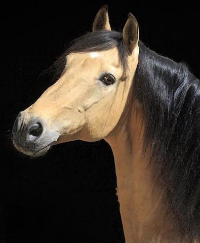 Lusitano-Pferderasse Pferderassen-werden-vorgestellt