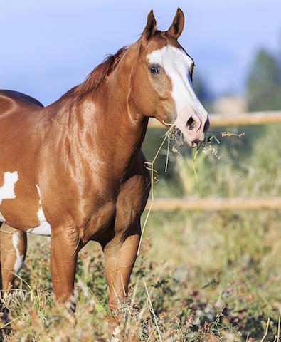 Quarterhorse-amerikanische-pferde Amerikanische-Pferderassen