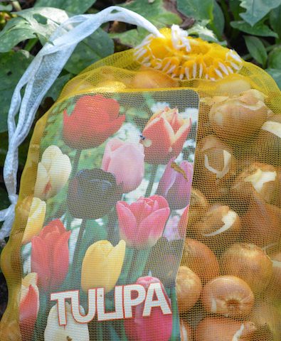 Tulpen-Zwiebeln Blumen-Pflanzen