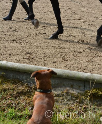 bobby_bei_Stankus bobby_bei_Stankus