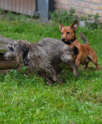 Hunde-am-Filmset Hunde-bei-Ingrid-Klimke