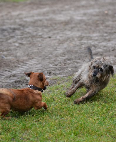 Spielende-Hunde Ingrid-Klimke-Hund