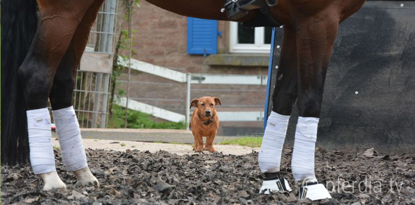 dreh-pferdia wehorse-produktion