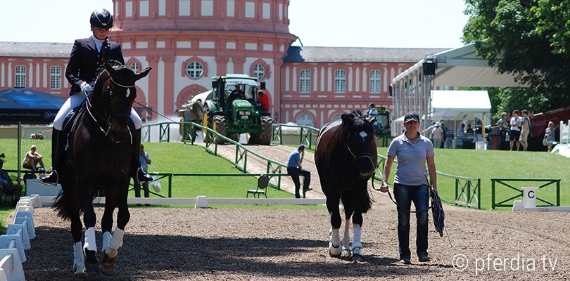 turnier-uta-graef reiten-turnier