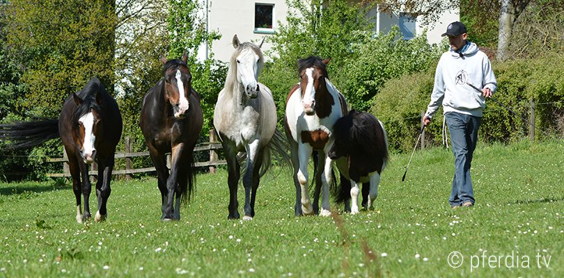 Peer-Classen-mit-Pferdeherde kombinieren-Parelli-,-Benson-und-Pignon