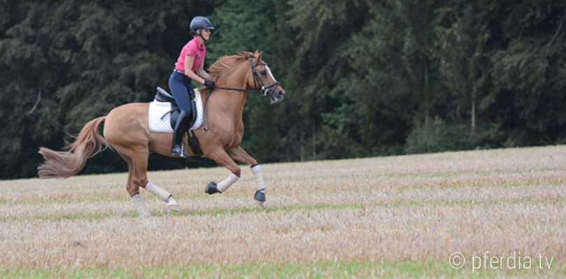 galopp-ausreiten stoppelfeld