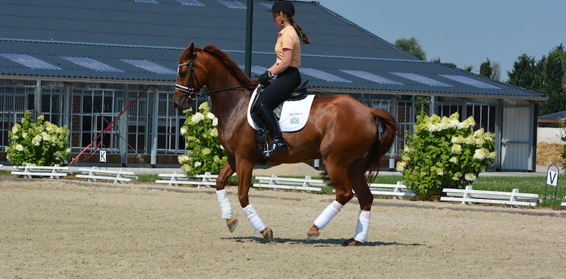 galopparbeit galoppieren-pferd
