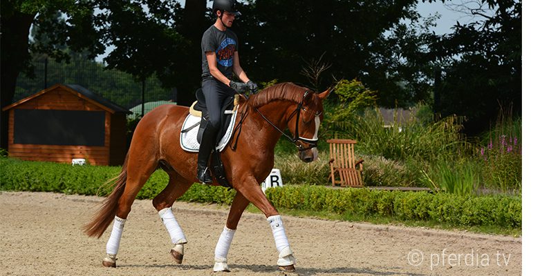 unterricht-reiten reiten-lernen