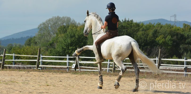 Fortschritte-im-Training-mit-Sultan Alizée-Froment-trainiert-Sultan