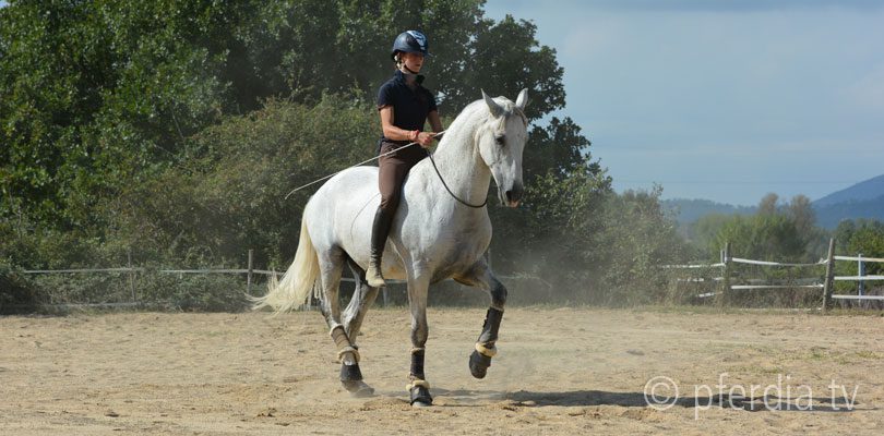 Reiten-mit-Halsring-mit-Alizée-Froment Alizée-Froment-reitet-Sultan-mit-Halsring