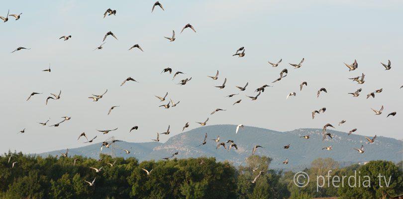Spätsommer-in-Südfrankreich Vogelschwarm-im-Sonnenuntergang