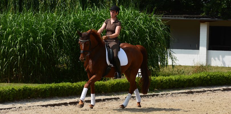 Pferd-im-Galopp galoppierendes-Pferd