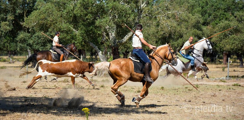 working-equitation pedro-torres