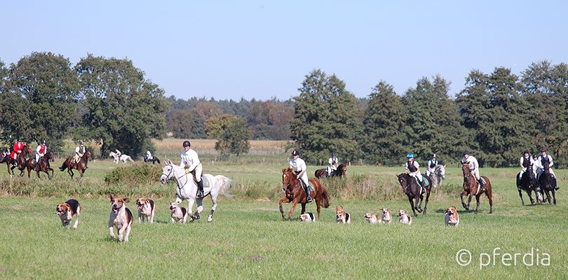 jagdreiten reiten-im-gelaende