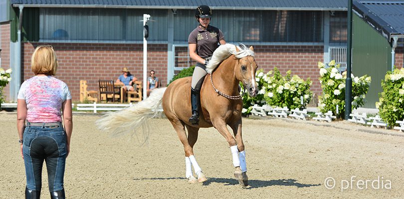 Galoppwechsel-Halsring Reiten-mit-Halsring