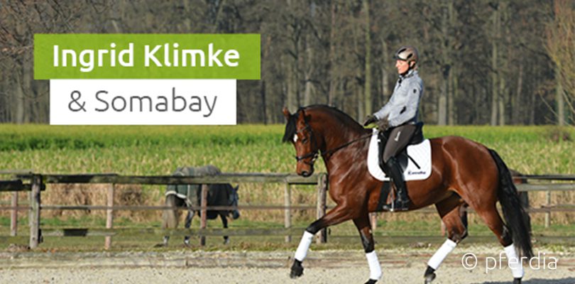 Ingrid-Klimke-und-Soma-Bay Soma-Bay-in-der-Ausbildung