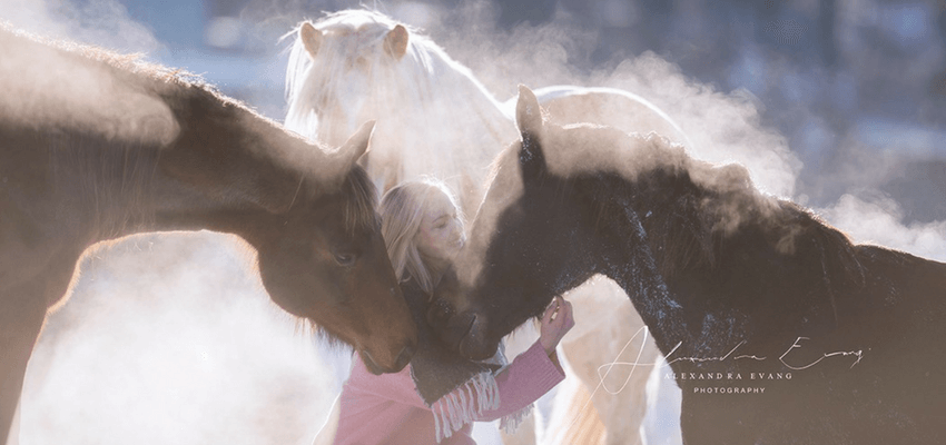 Achtsamkeit Pferde-im-Schnee
