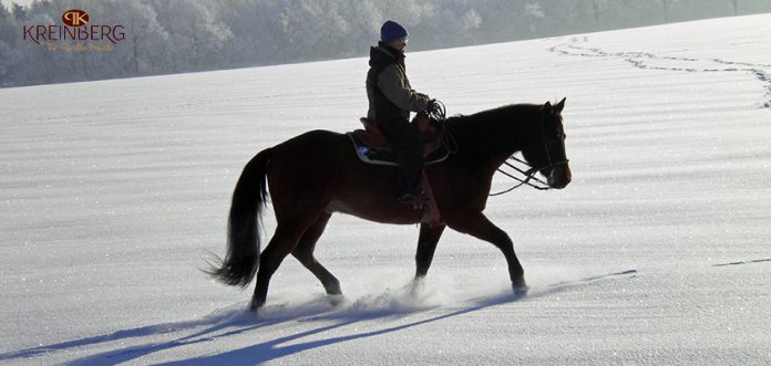 Ausritt-Schneeritt-Westernpferd Islandpferd