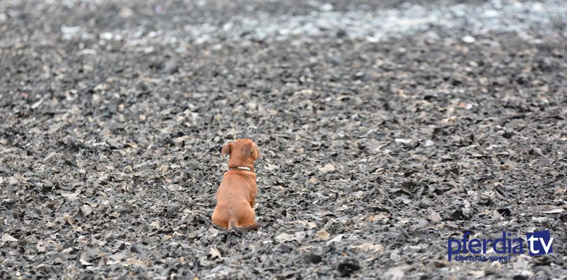 Bobby-ist-Mitglied-des-Pferdia-Teams Hund-auf-Reitplatz