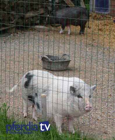 Gerettete-Schweine Nicht-nur-Reiten-auch-Retten
