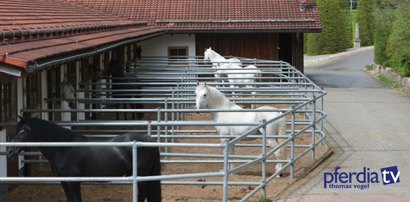 gesunde-und-glückliche-Pferde gute-Hengsthaltung