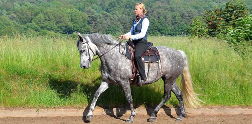 Übungen-für-Dressur-und-Western Western-und-Dressurübungen