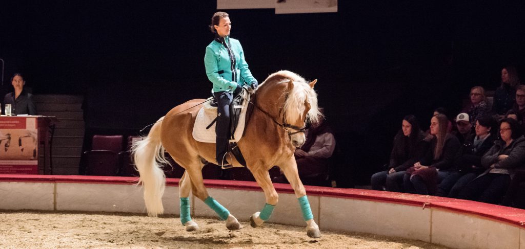Dressur-Haflinger-Galopp