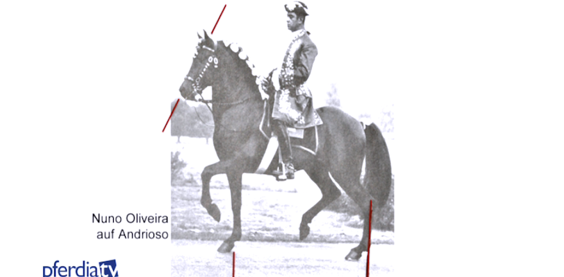 Nuno-Oliveira Nuno-Oliviera-auf-Andrioso