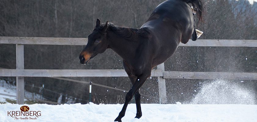 Schnee-Auslauf-Pferd
