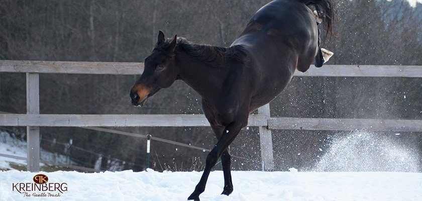 Pferde trainieren ihre Muskeln durch das Laufen im Schnee