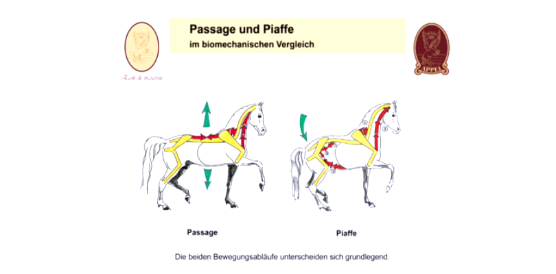 Vergleich-Passage-und-Piaffe Piaffe-und-Passage-vergleichen
