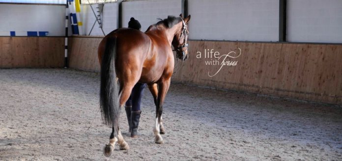 alifewithhorses-motivation-training motivation pferd