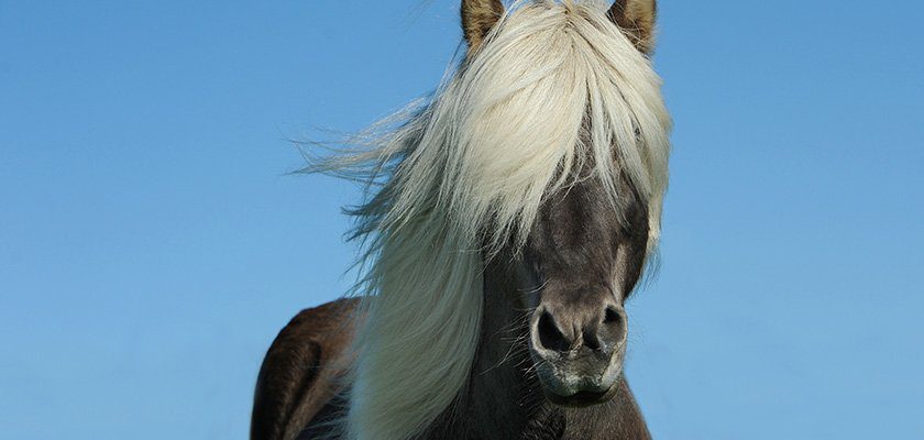 isländer_isi_islandpferd Portait eines Islandpferdes