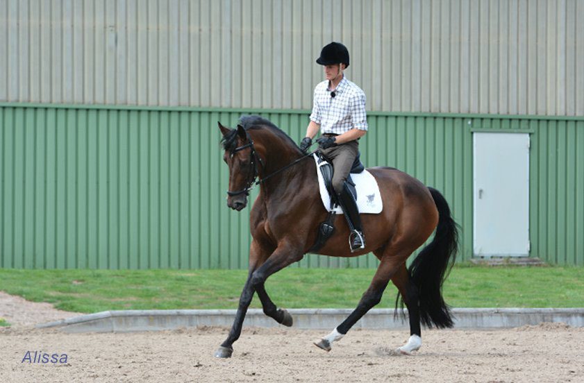 Im-Galopp Galopparbeit
