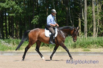 Arbeit-mit-Maiglöckchen Pferd-im-Training