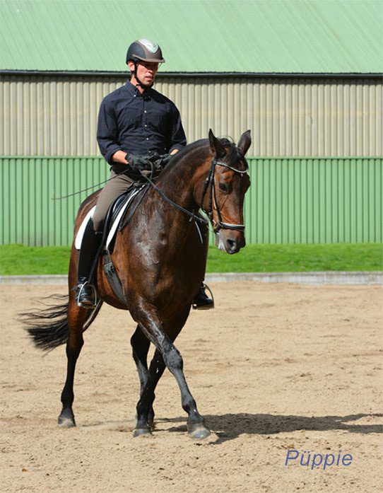 Im-Training Training-der-Jungpferde