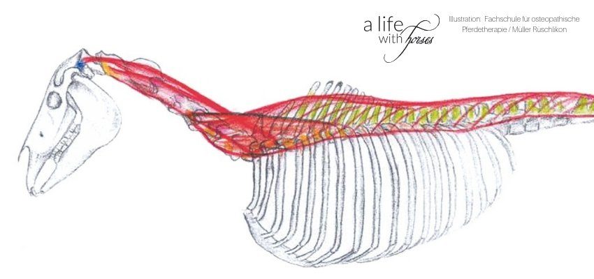 Aufbau Rückenmuskulatur Pferd Bodenarbeit