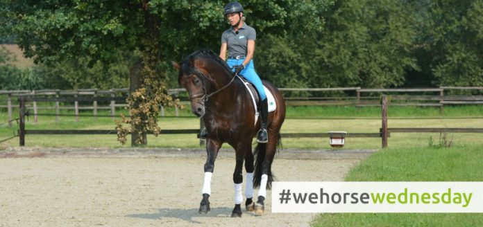 wehorsewednesday webseite (4)
