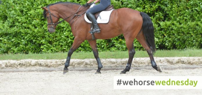 wehorsewednesday webseite (5)