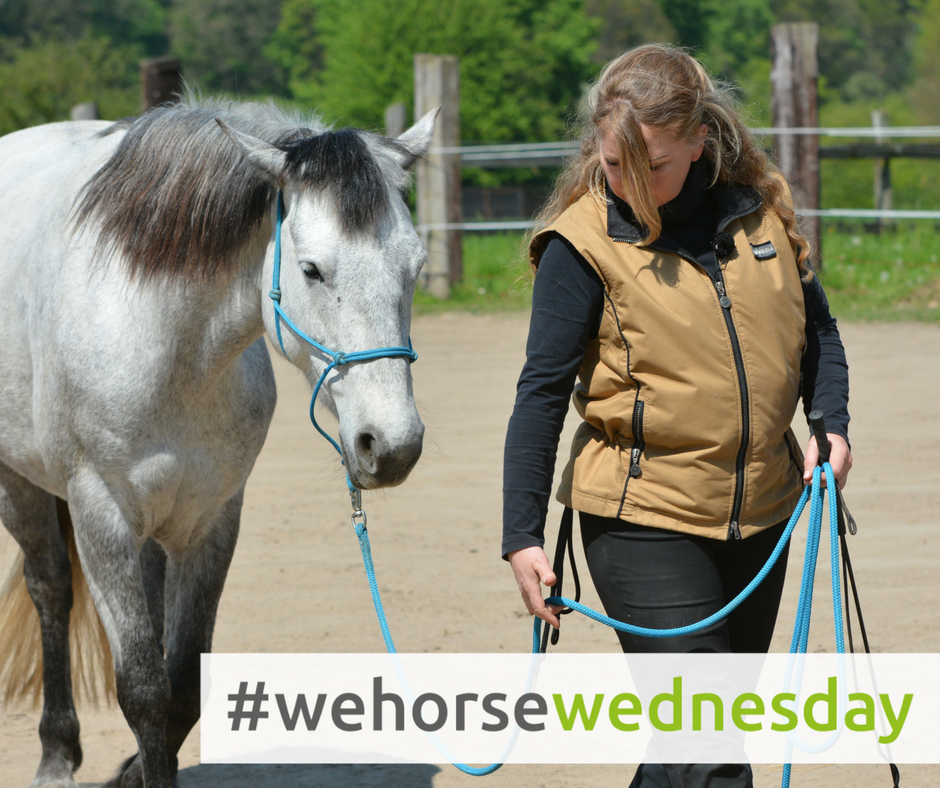 wehorsewednesday_facebook_bodenarbeit (2)