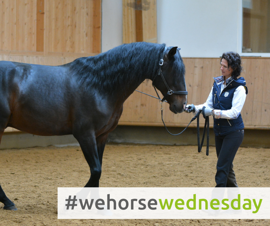 wehorsewednesday_facebook_bodenarbeit (3)
