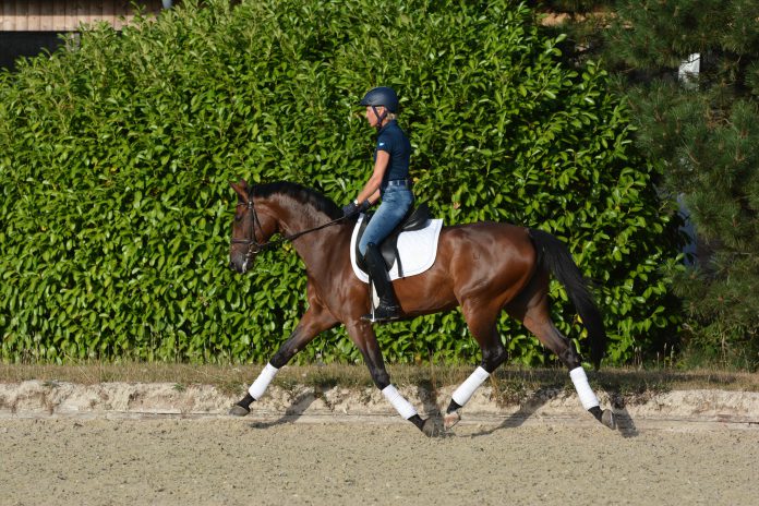 Ingrid-Klimke-Trab Ingrid Klimke reitet