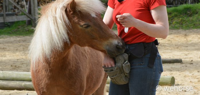 Schnappen-Loben-Leckerli Shetlandpony und Mensch