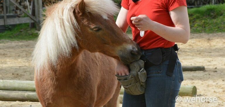 Shetlandpony und Mensch