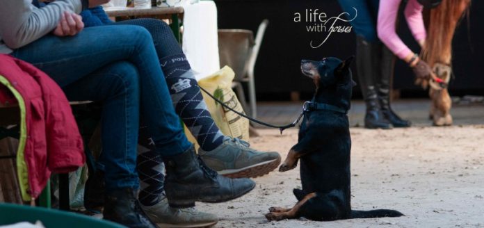 Seitengänge-Renvers-Kurs Hund macht Männchen, Zuschauerbeine