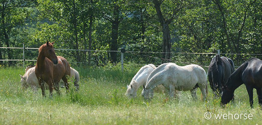 Pferd Ohne Anweiden Auf Weide